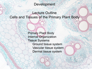 lec8-Plant Development: Cells and Tissues