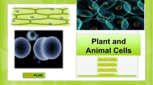 Plant and Animal Cells