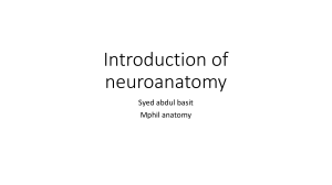 Introduction of neuroanatomy