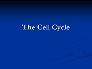 1Cellcycle2013