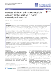 Protease inhibitors enhance extracellular collagen fibril deposition in human mesenchymal stem cells