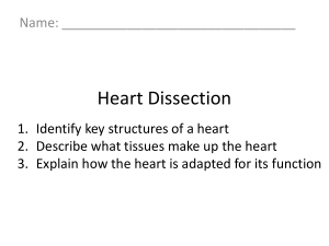 Heart Dissection handout