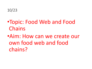 food web and food chains