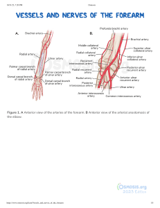 Vessels and nerves of the forearm  Video & Anatomy   Osmosis