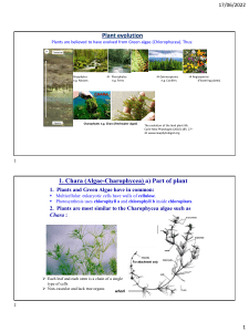 Lab 1-Plant Evolution and Diversity