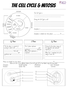 Cell-Cycle-Mitosis-Interactive-Note-Taking-Sheet-and-Microscope-Lab