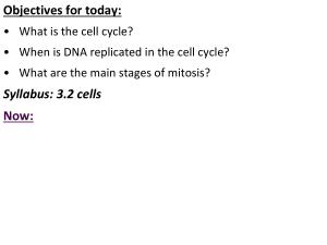 Mitosis & cell cycle