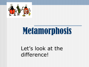 1.Metamorphosis