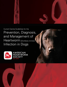 Prevention, Diagnosis and Management of Heartworn infection in Dogs
