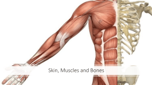 Skin, Muscles and Bones - Copy