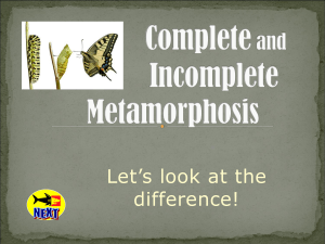 2.Metamorphosis-PowerPoint