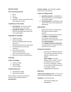 SKELETAL-SYSTEM-NOTES