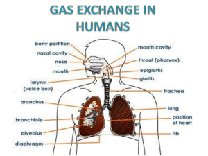 1 GAS EXCHANGE IN HUMANS