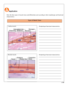 activities-muscle-tissue printable