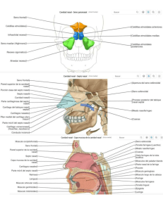 Nasal Cavity & Sinuses Anatomy Diagram