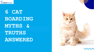 Cat Boarding Myths & Truths Answered