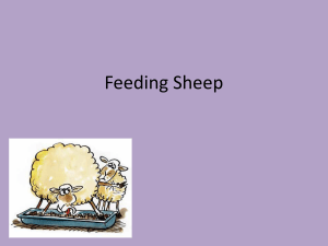 Feeding sheep