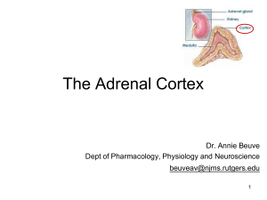 L19 Part A  Adrenal Cortex- Dr. Beuve 2023