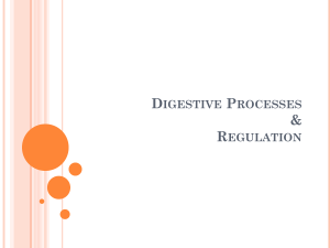 Digestive Processes & Regulation: A Comprehensive Overview