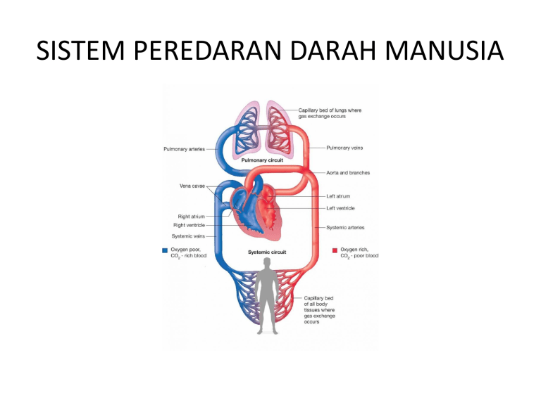 Ppt Sistem Peredaran Darah Manusia Smp Kelas 8