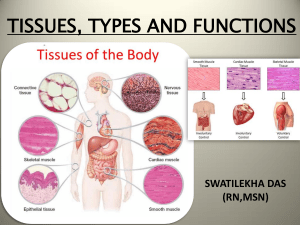tissuestypesandfunctions-181014201357