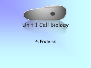 proteins ppt 2017