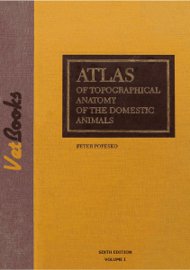 Atlas of Topographical Anatomy of the Do (1)