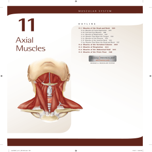Axial Muscle 