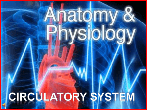 170-Anatomy-Circulatory-System