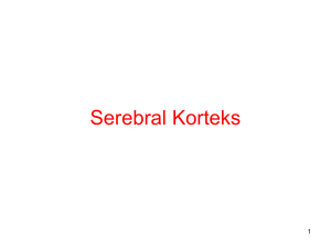 22)Serebral korteks