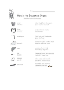 digestive system activity