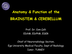 36109-Anatomy of the brainstem and cerebellum Dr. Calli