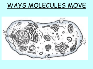 Cell Transport: Diffusion, Osmosis, Active Transport