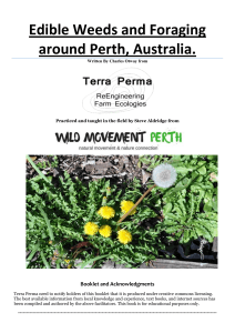 Edible-Weeds-and-Foraging-around-Perth-Australia 