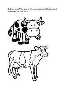 cowscoloringsheet