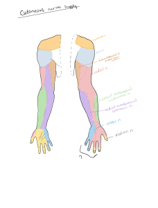 Cutaneous Innervation of the UE
