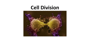 CELL DIVISION HEHEY