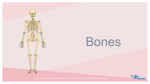 Bones 