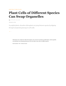 Plant Cells of Different Species Can Swap Organelles   Quanta Magazine