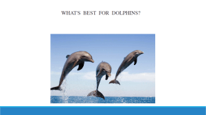 Dolphins Sample Unseen Test