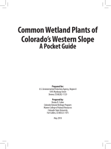 CO wetland plants guide