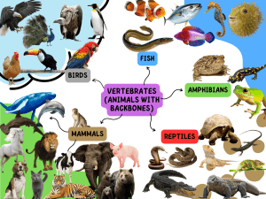 Mindmap for vertebrates