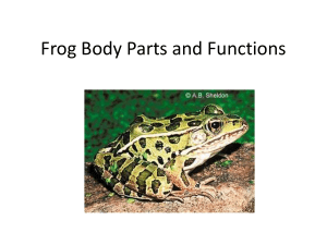 frog body parts and functions 2013