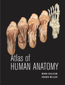 atlas of human anatomy (cadaver)