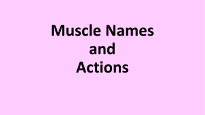 A&P Muscular System- Powerpoint Muscle Names 2022-2023