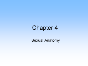 Sexual Anatomy