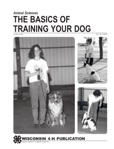 The-Basics-of-Training-Your-Dog