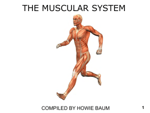 Univ cinn anatomy 101 muscular system