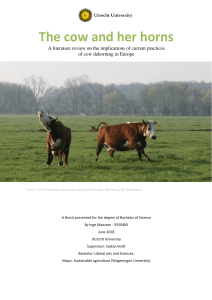 BSc Thesis - Inge Maassen - The Cow and Her Horns