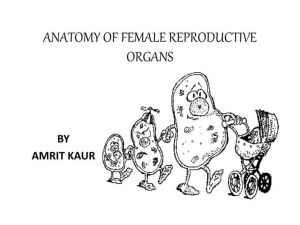 Anatomy-of-Female-Reproductive-Organs-WPS-Office